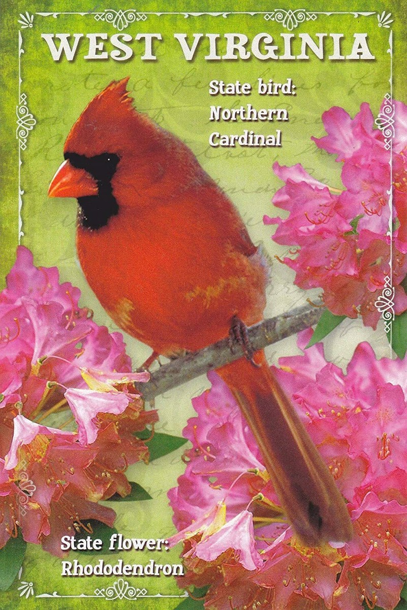 What is West Virginia State Bird - Birds